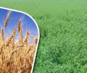 هذه نسب الاكتفاء الذاتي لأهم المحاصيل الاستراتيجية في مصر .. القمح يرتفع لـ41.4٪.. والخضراوات 103.7%.. إنفوجراف