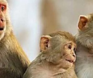  للوقاية من جدري القرود.. اعرف 10 توصيات من منظمة الصحة العالمية 
