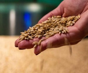 500 مليون شخص بالعالم يعتمدون على القمح الروسي والأوكراني.. «التموين» تبيع 21116.72 طن للقطاع الخاص ومستهدف زيادة مليوني فدان