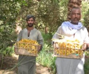 ياطالع النخل.. انطلاق موسم حصاد البلح البرحى من مزرعة الملك فاروق بالأقصر