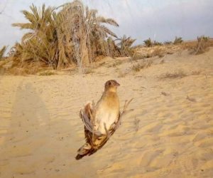 تفاصيل إطلاق موسم صيد طيور السمان والشرشير المهاجرة على ساحل المتوسط بشمال سيناء (صور)