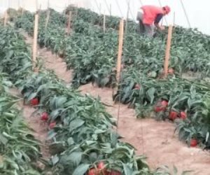 تفاصيل إنشاء 8 تجمعات زراعية بشمال سيناء ضمن «خطة التنمية 22/23»