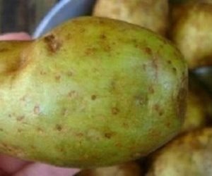 البطاطس الخضراء والمنبثقة هل تمثل خطر عند تناولها وتسبب تسمم ... أخصائي صحة المجتمع يجيب 