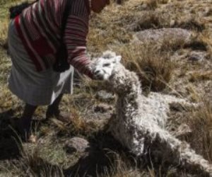 بسبب الجفاف.. حيوانات الألبكة تواجه الموت في بيرو