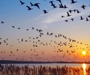 مليون نوع من الكائنات الحية مهددة بالانقراض.. مصر ثاني أهم مسار لهجرة الطيور عالمياً
