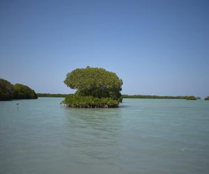 حضانات طبيعية للكائنات البحرية على شواطئ البحر الأحمر.. أشجار المانجروف أهم موطن لتزاوج الطيور.. تنمو بمناطق المد والجزر وعلى الجزر.. تحافظ على الشواطئ من النحر.. صور