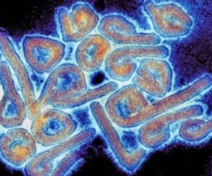 ما أعراض فيروس ماربورج المعروف «بالمرض الفتاك»؟