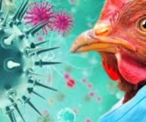 طوارئ قصوى في الأرجنتين والإكوادور بعد إصابة أشخاص بإنفلونزا الطيور