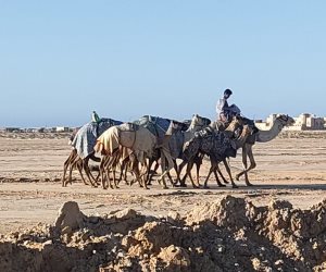 بمشاركة 800 جمل.. اليوم انطلاق مهرجان سباق الهجن على مضمار نادي العريش بحضور وزراء ووفود عربية (صور)