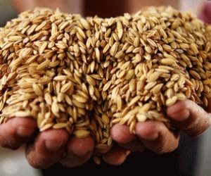 ما هي أسباب انخفاض واردات مصر من القمح ؟ اعرف التفاصيل 