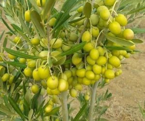 بدأت زراعته في شمال سيناء.. الزيتون القزمي "الأربوكين" أشجاره صغيرة الحجم وكثيفة الإنتاج ومقاوم للآفات