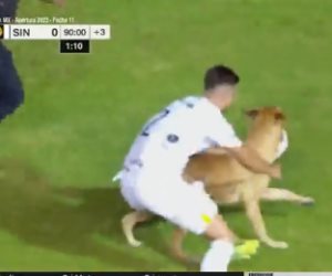  كلب يقتحم مباراة ويسرق الكرة فى الدورى المكسيكى ويراوغ جميع اللاعبين.. فيديو