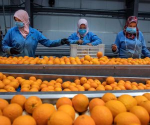 البرتقال المصري الأعلي تصديرا للأسواق الاوربية متفوقا علي جنوب أفريقيا وأسبانيا