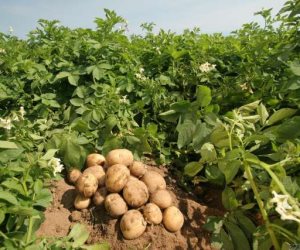 "خير مزارع مصر".. محصول بطاطس العروة الشتوية الأكثر تصدير.. الإنتاج يصل إلى 6.7 مليون طن سنويا