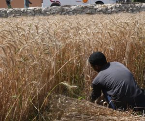 القمح منور حقول الفيوم.. تفاصيل موسم الحصاد وقرارات ضرب السوق السوداء