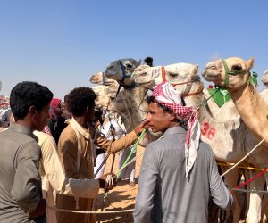 إحياء تراث تربية الإبل في سباق الهجن في مهرجان العلمين الجديدة (صور)