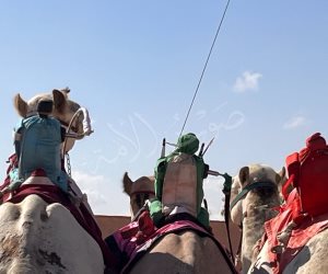 الراكب الآلي في سباقات الهجن بمدينة العلمين: تلاقٍ بين التراث والتكنولوجيا (صور)