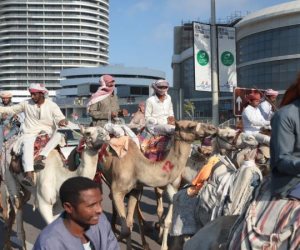 أسماء الهجن الفائزة بسباق مهرجان العلمين الجديدة وملاكها من كل المحافظات
