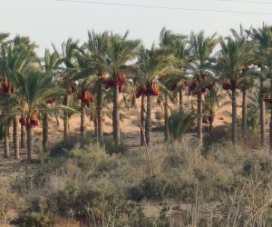 سبتمبر الخير والأفراح.. بداية لمواسم حصاد ثمار البلح والزيتون وصيد السمان فى شمال سيناء