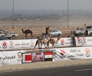 وسط جمهور غفير وبحضور رؤساء الوفود العربية.. انطلاقة قوية لمهرجان الهجن العربي بشرم الشيخ (صور)