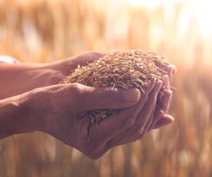 مجلس الشيوخ يناقش دراسة لضمان تحقيق الاكتفاء الذاتى.. البورصة السلعية وزيادة المزارع النموذجية والتوعية بأهمية مبادرة سوء التغذية أبرز التوصيات 
