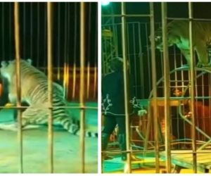 31 مايو.. أولى جلسات محاكمة مدربة أسود سيرك طنطا في واقعة النمر
