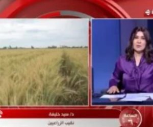 نقيب الزراعيين: زراعة 3.2 مليون فدان قمح بتقاوى جيدة عززت من الإنتاجية