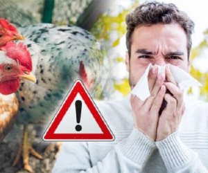 موجة جديدة من أنفلونزا الطيور تجتاح أمريكا اللاتينية.. الفيروس يضرب اقتصاد البرازيل والأرجنتين وارتفاع في أسعار البيض والدجاج   