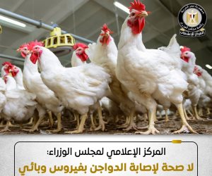 مجلس الوزراء: أوضاع مزارع الدواجن مستقرة.. ولا وجود لأي فيروس يمنع تناولها أو التعامل معها