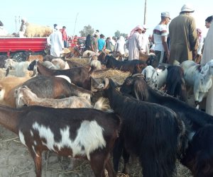 في أسواق شمال سيناء.. وفرة بأضاحي العيد والأسعار "متباينة" و"الخراف" تكسب أمام "الماعز" (صور)