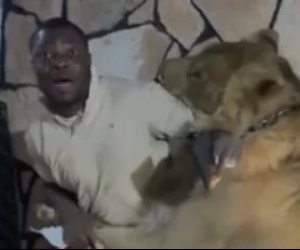 صاحب مزرعة في ليبيا يطلق أسد علي عماله بهدف السخرية .. وسلطات طرالبس تحقق .. فيديو