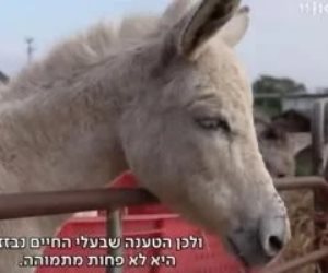 بجد مش هزار .. إسرائيل تسرق "حمير غزة" وتمنحها حق اللجوء في فرنسا.. صور بجد مش هزار .. إسرائيل تسرق "حمير غزة" وتمنحها حق اللجوء في فرنسا.. صور