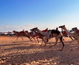 منافسة للأصالة والهوية.. العلمين تحتضن سباق الهجن بمشاركة 1500 جمل