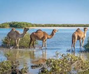 البيئة: وادى الجمال كنز عالمى يجمع بين التنوع البيئى والسياحة المستدامة