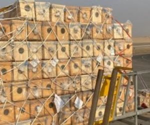 مصر للطيران تنجح في نقل شحنة حساسة من النحل الحي إلى السعودية