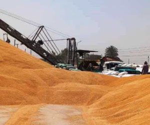 سوهاج تتصدر موسم توريد القمح 2025.. زيادة 20% عن المستهدف بناتج 186 ألفًا و254 طن