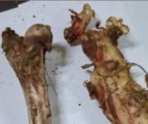 الطب البيطري في سوهاج يوضح حقيقة العظام الملقاة في القمامة: ليست لكلاب