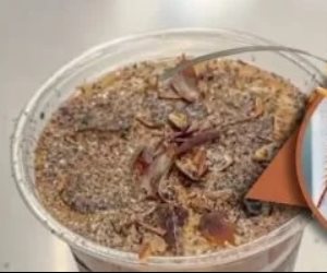 قهوة بالصراصير المطحونة تثير الجدل فى بكين.. تعرف عليها