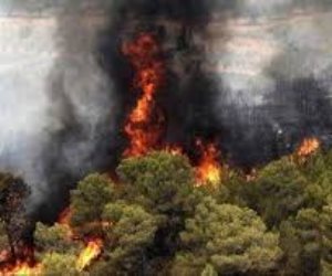 حرائق غابات الهيركانيا تهدد تراثاً عمره 50 مليون عام… وإيران تطلب دعماً دولياً عاجلاً