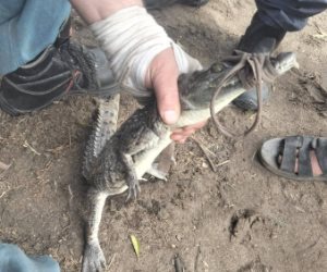 اصطياد تمساح قرية الزوامل بعد 6 أيام من البحث