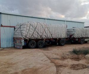 الزراعة: توزيع 100 طن تقاوي شعير و33 ألف شتلة زيتون "بالمجان" لدعم مزارعي مرسى مطروح