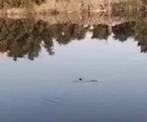 البيئة تفحص فيديو متداول لظهور تمساح جديد بمصرف عمريط فى الشرقية