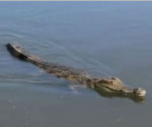 غرفة عمليات الشرقية تشكل فريق للتأكد من وجود تمساح بمصرف عمريط