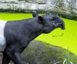 حدث في إسبانيا .. ولادة العملاق الهادئ المهدد بالانقراض بعد سنوات من الانتظار .. ما هو التابير؟