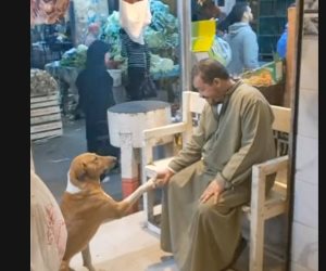 جزار إمبابة صاحب فيديو الكلب: كل يوم بقدم له وجبة أو اتنين.. وأحمد سالم: نموذج يفرح 