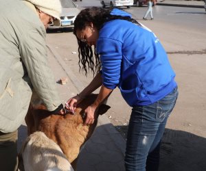 من إدارة الأزمات إلى الحلول الجذرية.. الدولة تغير استراتيجيتها في ملف الكلاب الضالة