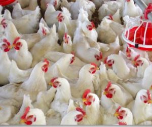 مجلس الوزراء يوضح حقيقة ظهور فيروس أنفلونزا الطيور بالمزارع المصرية