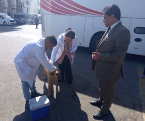  ​"الزراعة": تحصين وتعقيم أكثر من 2700 كلب حر منذ بداية يناير.. وحملة نوعية بالمناطق الأثرية في الأقصر 