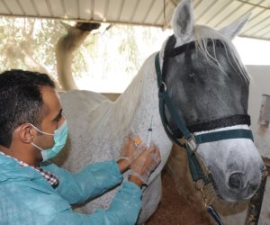 حصاد "الصحة الحيوانية" في 2025.. فحص 570 ألف عينة ومركز أول عالمياً في تنسيب الخيول