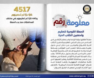 12 محافظةً وفرت مساحات لإيواء الكلاب الضالة..  تحصين 4517 كلباً حراً وتعقيم 445 آخرين